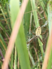 Argiope bruennichi