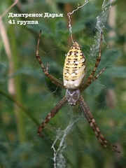 Argiope bruennichi