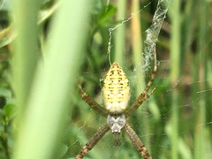 Argiope bruennichi