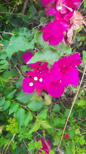 Bougainvillea glabra image