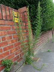 Erigeron canadensis
