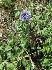 Echinops bannaticus