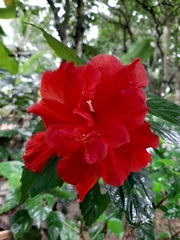 Hibiscus