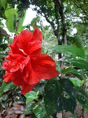 Hibiscus