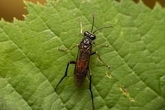 Macrophya annulata