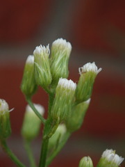 Erigeron canadensis