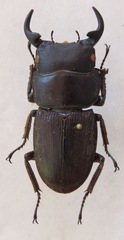Dorcus ritsemae volscens