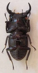 Dorcus ritsemae volscens