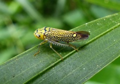 Parathona gratiosa