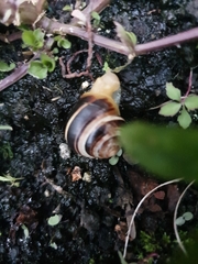 Cepaea nemoralis