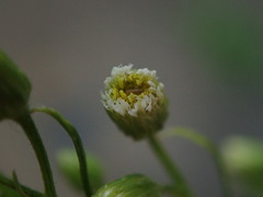 Erigeron canadensis