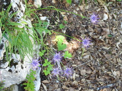 Phyteuma scheuchzeri