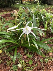 Hymenocallis caribaea