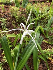 Hymenocallis caribaea