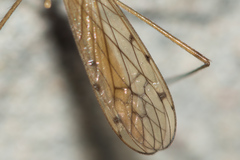 Limonia phragmitidis