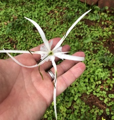 Hymenocallis caribaea