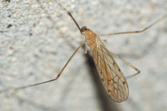 Limonia phragmitidis