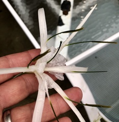 Hymenocallis caribaea