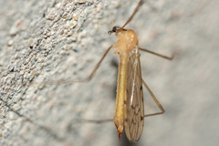 Limonia phragmitidis