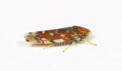 Erythroneura rubra