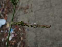 Echinochloa crus-galli