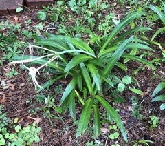 Hymenocallis caribaea