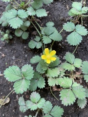 Potentilla