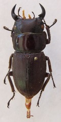 Dorcus ritsemae volscens
