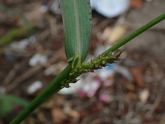Echinochloa crus-galli