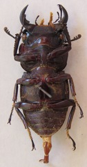 Dorcus ritsemae volscens