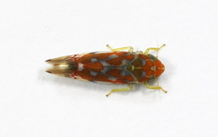 Erythroneura rubra