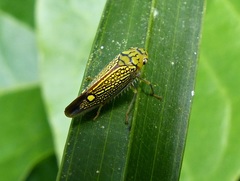 Parathona gratiosa