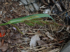 Echinochloa crus-galli