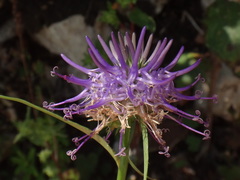 Phyteuma scheuchzeri