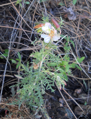 Oenothera coronopifolia