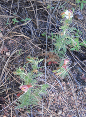 Oenothera coronopifolia