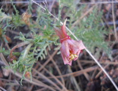 Oenothera coronopifolia