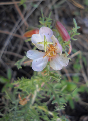 Oenothera coronopifolia
