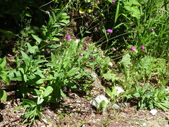 Carduus defloratus crassifolius