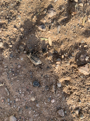 Cryptoglossa variolosa