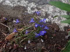 Lobelia erinus