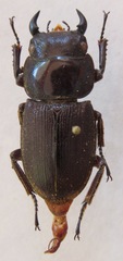 Dorcus ritsemae volscens