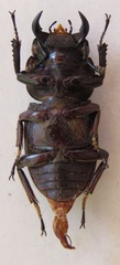 Dorcus ritsemae volscens