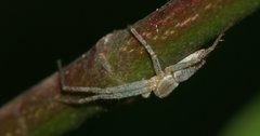 Philodromus
