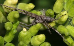 Philodromus