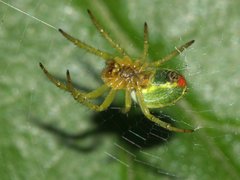 Araniella