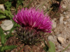 Carduus defloratus crassifolius