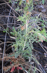 Oenothera coronopifolia