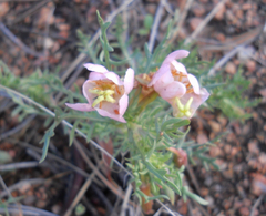 Oenothera coronopifolia