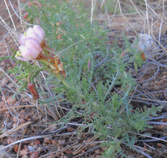 Oenothera coronopifolia